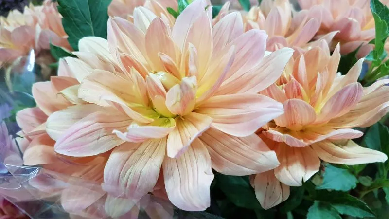 Dahlia Flowers