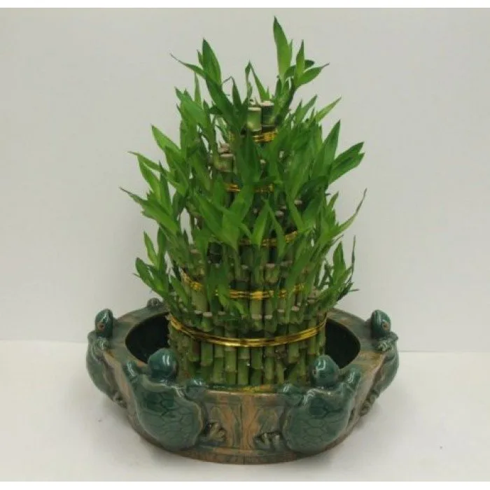 Office plants benefits