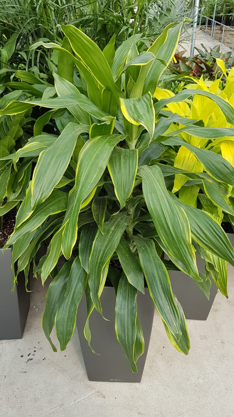 Dracaena Plants