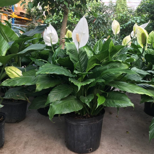 Peace Lily1