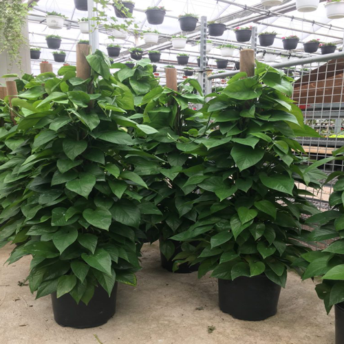 Golden Pothos Plant1