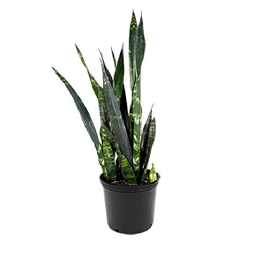 Snake Plant