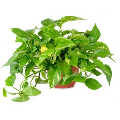 Pothos Hanging Plant