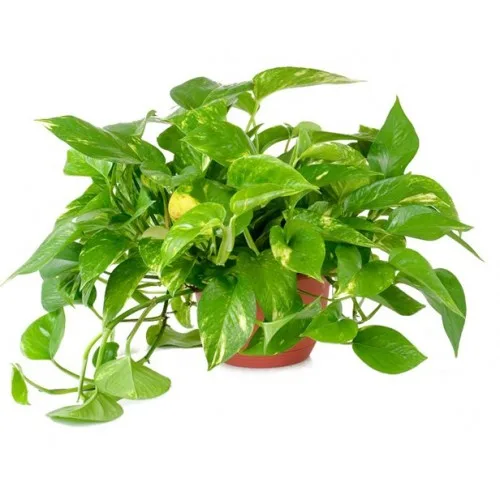 Pothos Hanging Plant