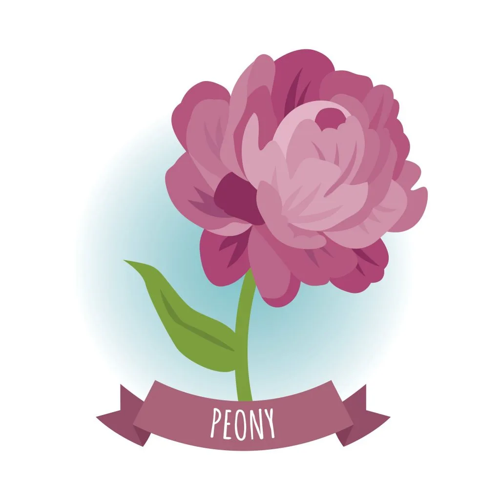Meanings of peonies