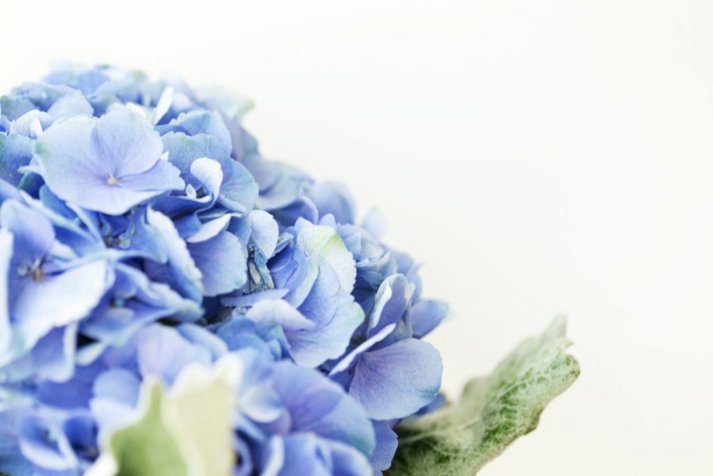 meaning of hydrangea
