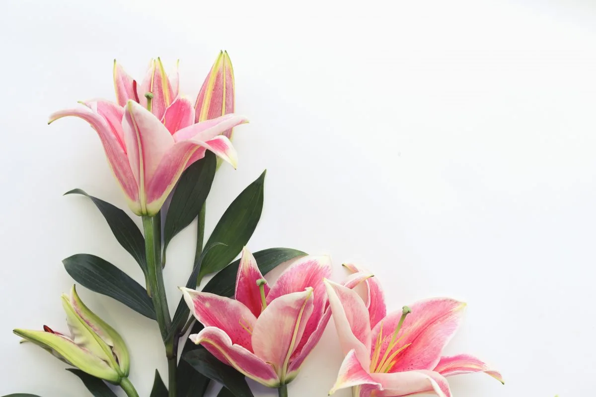 Meaning of lilies