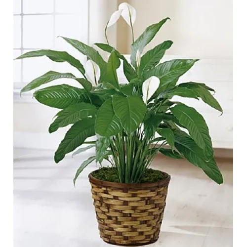 peace lily funeral plants11