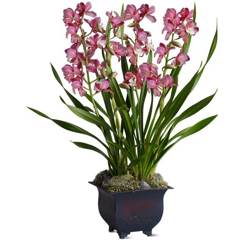 Cymbidium Orchid Plant1