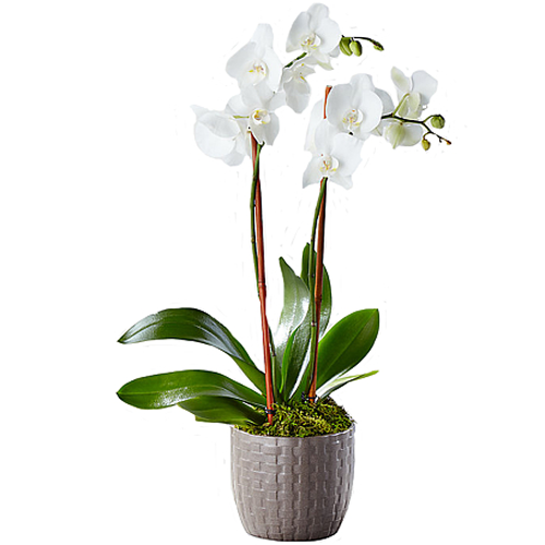 White Orchid Planter1
