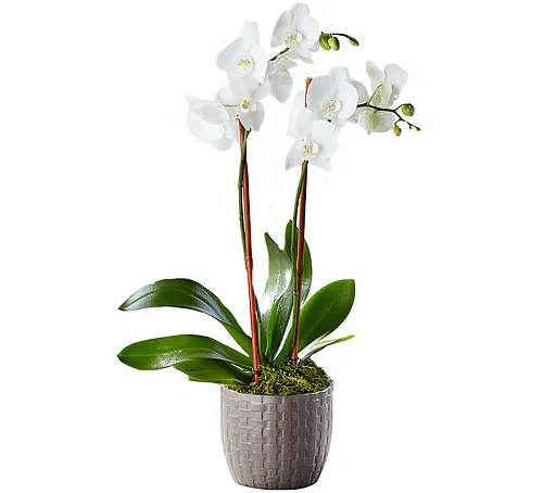 serenity-phalaenopsis White Orchid Planter1