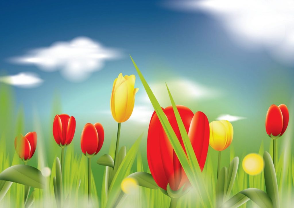 Meanings of tulips