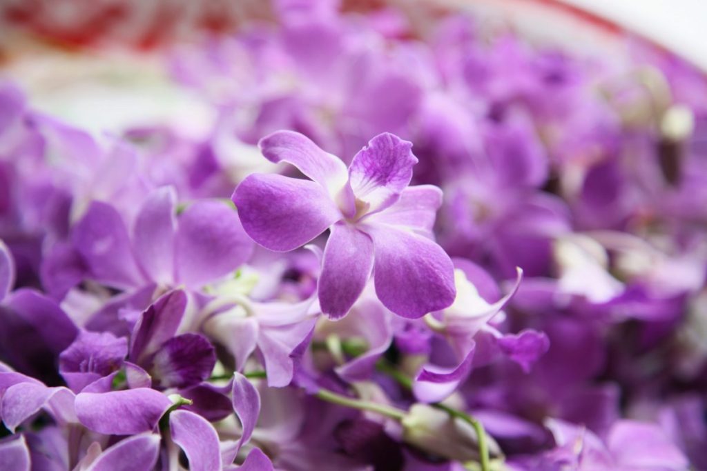 Meanings of orchids