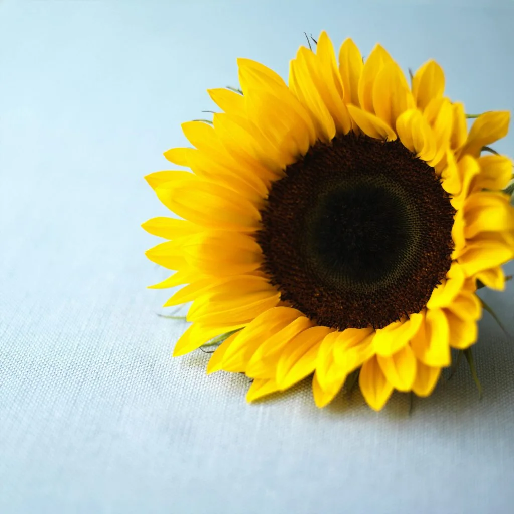 Meanings of sunflower