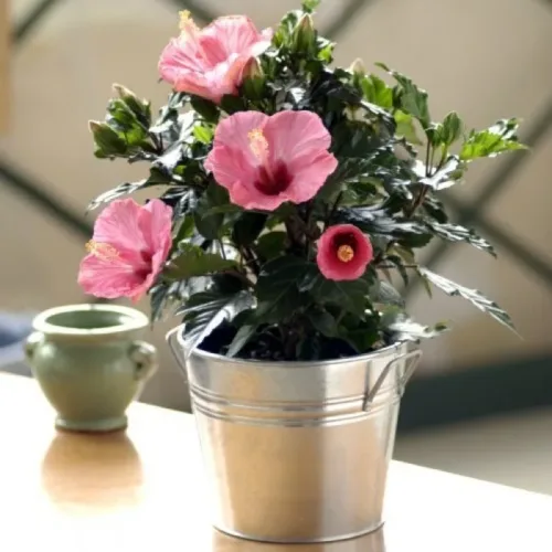 Hibiscus Plant1