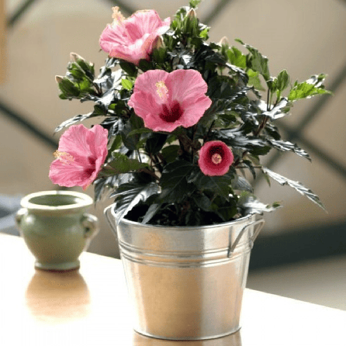 Hibiscus Plant1