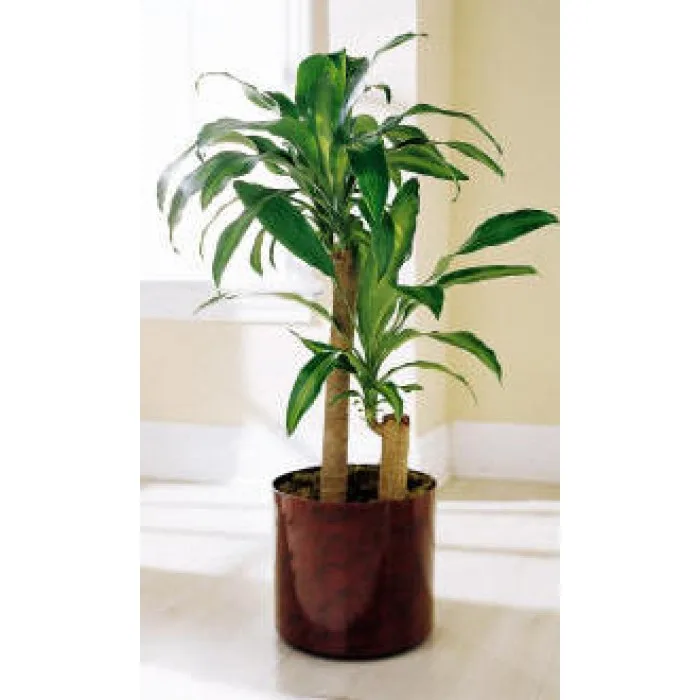 Corn-Plant Dracaena - Housewarming Gifts for Men1