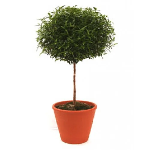 Myrtle Topiary1