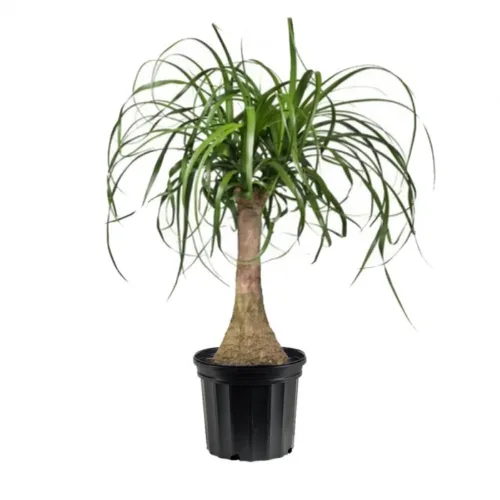 Ponytail Palm1