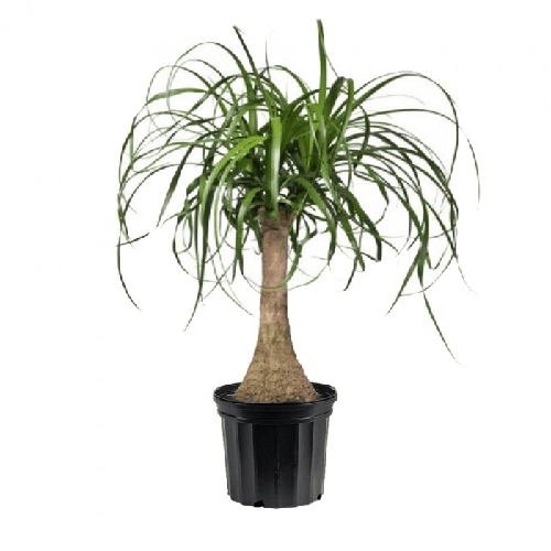 Ponytail Palm1