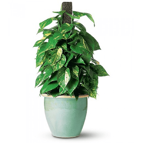 Proud Pothos plant1