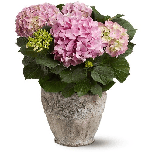 Pink Hydrangea Plants1