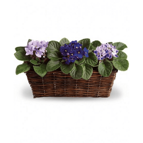 African Violet Flower Arrangements1