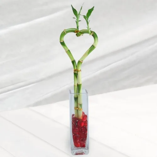 Single Heart Shaped Bamboo in a Vase1