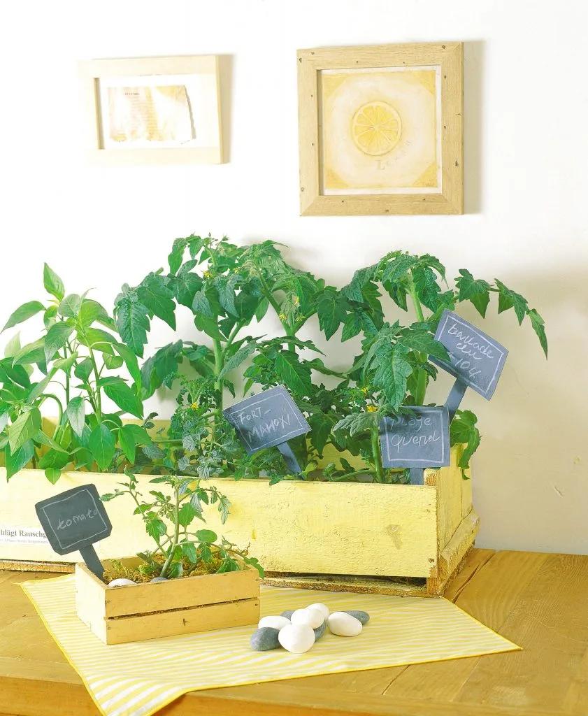 indoor plants low lights