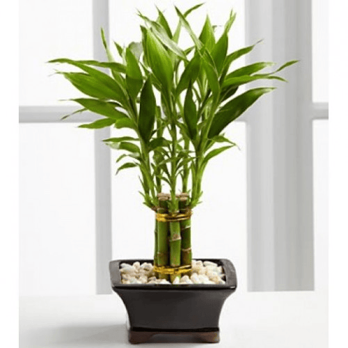 Bamboo - Fortune Sanderiana1
