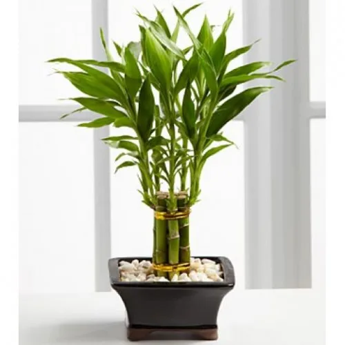 Bamboo - Fortune Sanderiana1