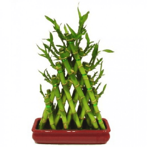 Bamboo - Pyramid Dracaena Sanderiana1