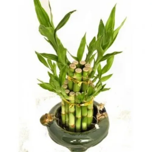 Bamboo1