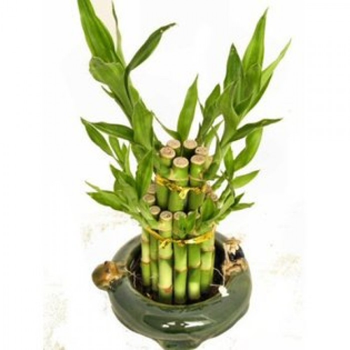 Bamboo1