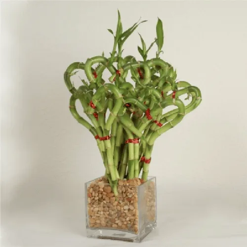 Heart Shaped Bamboo in a Vase1