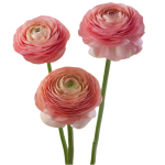 Pink Ranunculus1
