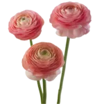 Pink Ranunculus1