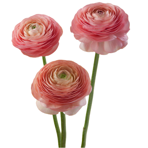 Pink Ranunculus1