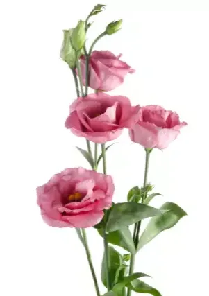 Lisianthus Pink11