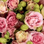 Lisianthus Pink11
