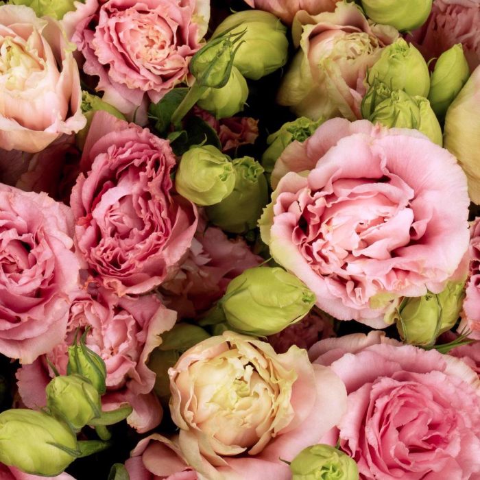 Lisianthus Pink