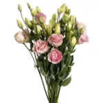 Lisianthus Pink11
