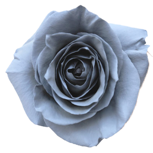 Argento Rose1