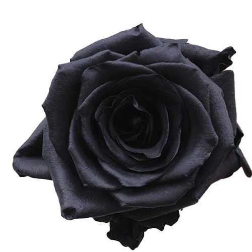 Black Rose Mamba 1