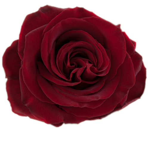 Red Rose - Black Pearl1