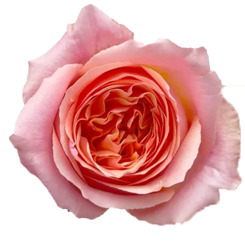 Roses Campanella Pink1