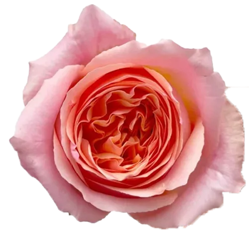Roses Campanella Pink1