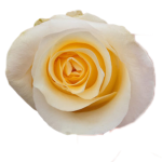 Rose Crème de la Crème1