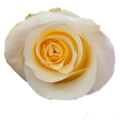 Rose Crème de la Crème1