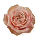Rose Kahala11